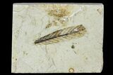 Fossil Willow Leaf - Green River Formation #109661-1